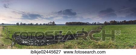 "Cow pasture in Schneeren, Lake Steinhude region, Lower Saxony, Germany, Europe" View Large Photo Image Stock Photo - "Cow pasture in Schneeren, Lake Steinhude region, Lower Saxony, Germany, Europe". Fotosearch
