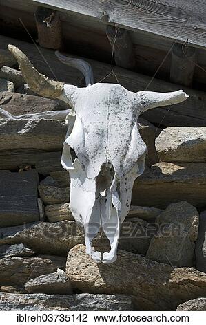 "Cow skull on a mountain hut, Seewertal, Otztaler Alpen, South Tyrol province, Trentino-Alto Adige, Italy, Europe" View Large Photo Image Stock Image - "Cow skull on a mountain hut, Seewertal, Otztaler Alpen, South Tyrol province, Trentino-Alto Adige, Italy, Europe". Fotosearch