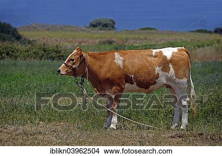 "Cow tied to a rope, Tigaki, Kos, Greece, Europe" View Large Photo Image Picture - "Cow tied to a rope, Tigaki, Kos, Greece, Europe". Fotosearch