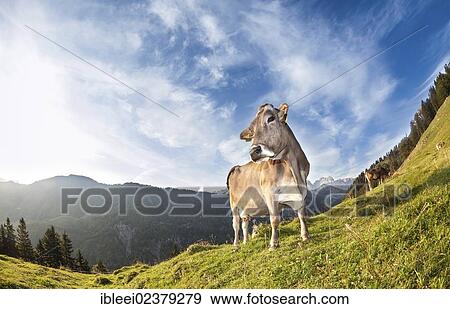 Stock Photo - "Cow without horns, Brown Swiss cattle, Walchsee, Tyrol, Austria, Europe". Fotosearch