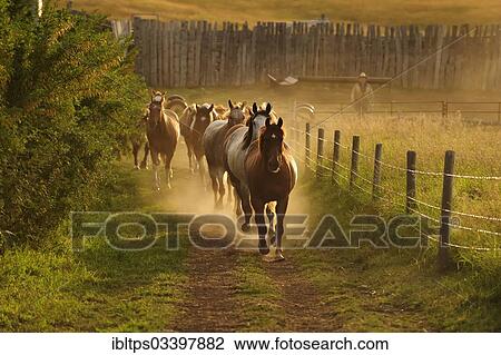 "Cowboy horses trotting in the dust along the paddock fence, Cypress Hills, Saskatchewan Province, Canada, North America" View Large Photo Image Stock Image - "Cowboy horses trotting in the dust along the paddock fence, Cypress Hills, Saskatchewan Province, Canada, North America". Fotosearch