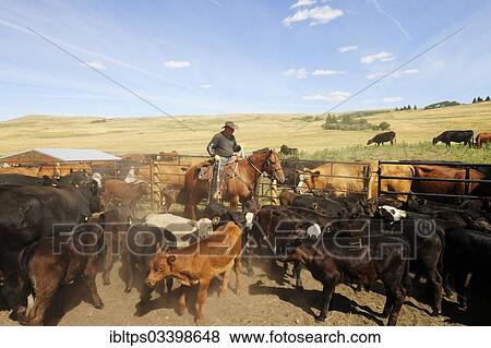 "Cowboy on a horse capturing cattle in the paddock with a lasso so that they can be branded, Cypress Hills, Saskatchewan Province, Canada, North America" View Large Photo Image Stock Photo - "Cowboy on a horse capturing cattle in the paddock with a lasso so that they can be branded, Cypress Hills, Saskatchewan Province, Canada, North America". Fotosearch