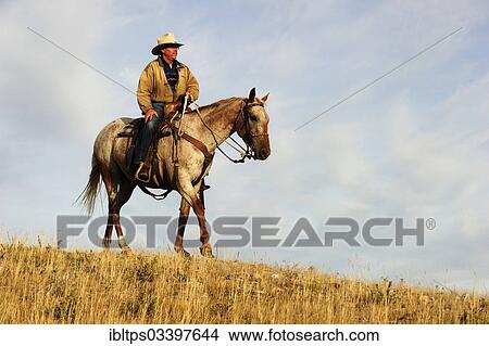 Cowboy Reiten A Pferd Uber Dass Prarie Zypresse Hugel Saskatchewan Provinz Kanada Nord America Bild Ibltps Fotosearch