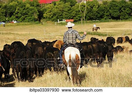 "Cowboy riding a horse across the prairie and driving a herd of cattle, Cypress Hills, Saskatchewan Province, Canada, North America" View Large Photo Image Stock Image - "Cowboy riding a horse across the prairie and driving a herd of cattle, Cypress Hills, Saskatchewan Province, Canada, North America". Fotosearch