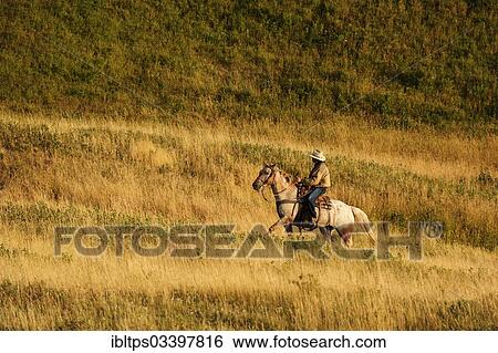 "Cowboy riding a horse across the prairie, Cypress Hills, Saskatchewan Province, Canada, North America" View Large Photo Image Stock Photograph - "Cowboy riding a horse across the prairie, Cypress Hills, Saskatchewan Province, Canada, North America". Fotosearch