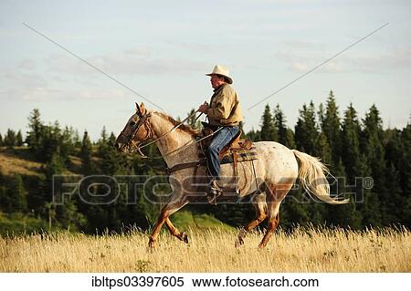 "Cowboy riding a horse across the prairie, Cypress Hills, Saskatchewan Province, Canada, North America" View Large Photo Image Stock Photography - "Cowboy riding a horse across the prairie, Cypress Hills, Saskatchewan Province, Canada, North America". Fotosearch