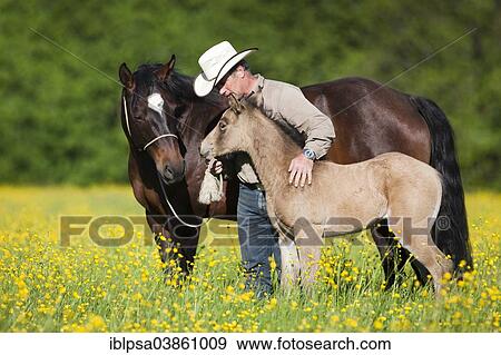"Cowboy with a bay and buckskin Quarter Horse, mare and foal, on a flower meadow, North Tyrol, Austria, Europe" View Large Photo Image Stock Photo - "Cowboy with a bay and buckskin Quarter Horse, mare and foal, on a flower meadow, North Tyrol, Austria, Europe". Fotosearch