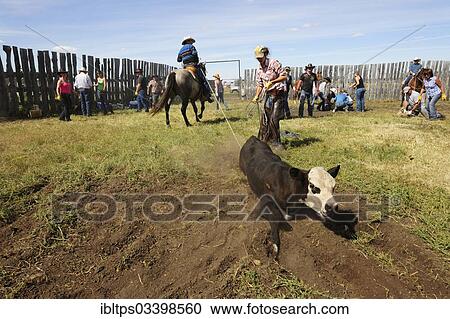 "Cowboys and cowgirls bringing a cattle tied with a lasso to the ground to brand it, Cypress Hills, Saskatchewan Province, Canada, North America" View Large Photo Image Stock Image - "Cowboys and cowgirls bringing a cattle tied with a lasso to the ground to brand it, Cypress Hills, Saskatchewan Province, Canada, North America". Fotosearch