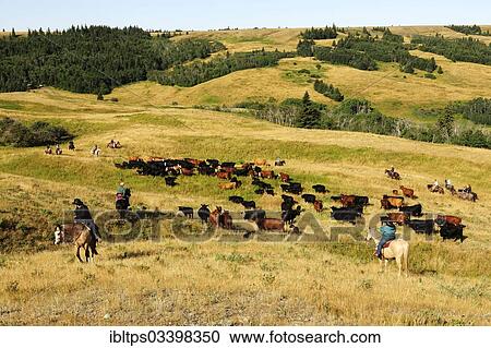"Cowboys and cowgirls driving cattle across the prairie, Cypress Hills, Saskatchewan Province, Canada, North America" View Large Photo Image Stock Image - "Cowboys and cowgirls driving cattle across the prairie, Cypress Hills, Saskatchewan Province, Canada, North America". Fotosearch