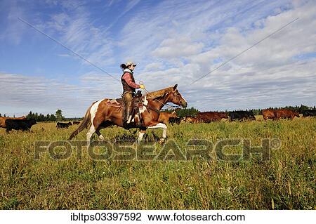 "Cowgirl driving cattle across the prairie, Cypress Hills, Saskatchewan Province, Canada, North America" View Large Photo Image Stock Image - "Cowgirl driving cattle across the prairie, Cypress Hills, Saskatchewan Province, Canada, North America". Fotosearch