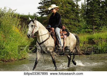 "Cowgirl riding a gray horse through a river with splashing water, Saskatchewan Province, Canada, North America" View Large Photo Image Stock Photography - "Cowgirl riding a gray horse through a river with splashing water, Saskatchewan Province, Canada, North America". Fotosearch