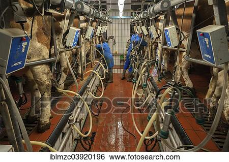 "Cows being milked in a herringbone milking parlor, Bavaria, Germany, Europe" View Large Photo Image Stock Photograph - "Cows being milked in a herringbone milking parlor, Bavaria, Germany, Europe". Fotosearch