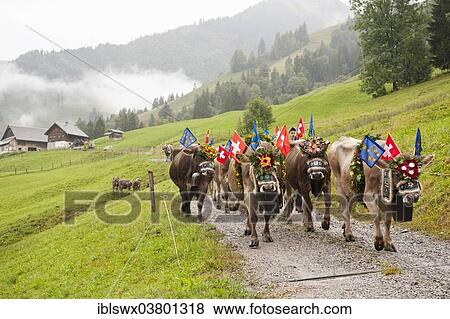 "Cows decorated with large bells, flowers and flags, Almabtrieb cattle drive, alpine pasture near Kerns, Canton of Obwalden, Switzerland, Europe" View Large Photo Image Stock Photo - "Cows decorated with large bells, flowers and flags, Almabtrieb cattle drive, alpine pasture near Kerns, Canton of Obwalden, Switzerland, Europe". Fotosearch