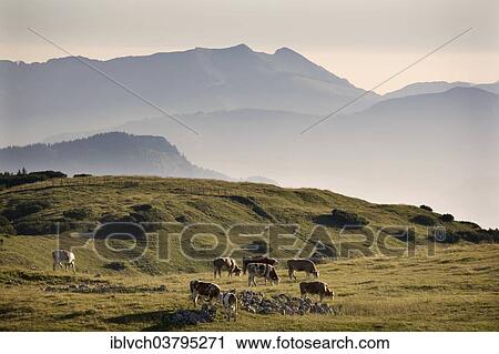 Stock Image - "Cows grazing in alpine meadow in the Rofan Mountains, in Brandenberg, Tyrol, Austria, Europe". Fotosearch