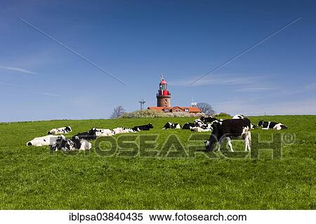 "Cows grazing in front of the Bastorf lighthouse, Bastorf, Mecklenburg-Western Pomerania, Germany, Europe" View Large Photo Image Stock Photography - "Cows grazing in front of the Bastorf lighthouse, Bastorf, Mecklenburg-Western Pomerania, Germany, Europe". Fotosearch