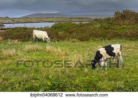 "Cows grazing in Irish landscape, Connemara, County Galway, Republic of Ireland" View Large Photo Image Stock Image - "Cows grazing in Irish landscape, Connemara, County Galway, Republic of Ireland". Fotosearch