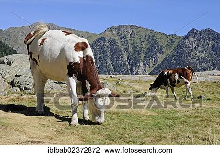 "Cows grazing near lake Lac de Gaube, Cauterets, Midi-Pyrenees region, Pyrenees, mountain landscape, national park, Hautes-Pyrenees department, France, Europe, PublicGround, Europe" View Large Photo Image Stock Image - "Cows grazing near lake Lac de Gaube, Cauterets, Midi-Pyrenees region, Pyrenees, mountain landscape, national park, Hautes-Pyrenees department, France, Europe, PublicGround, Europe". Fotosearch