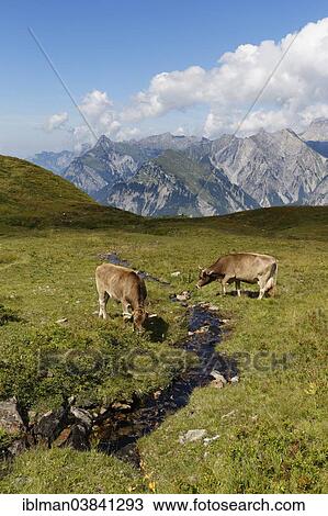 Stock Image - "Cows grazing on a mountain stream, Sonnenkopf mountain, Eisentaler Gruppe mountains, Verwall mountains, Lechquellen Mountains at the back, Vorarlberg, Austria, Europe". Fotosearch
