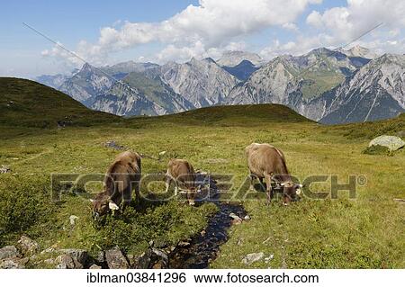 Stock Photograph - "Cows grazing on a mountain stream, Sonnenkopf mountain, Eisentaler Gruppe mountains, Verwall mountains, Lechquellen Mountains at the back, Vorarlberg, Austria, Europe". Fotosearch
