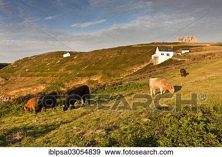 "Cows grazing on a pasture, Cornwall, Cornwall, England, United Kingdom, Europe" View Large Photo Image Stock Photo - "Cows grazing on a pasture, Cornwall, Cornwall, England, United Kingdom, Europe". Fotosearch