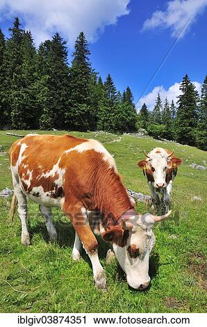 Stock Image - "Cows grazing on an alpine meadow below Mt Brecherspitze, Upper Bavaria, Bavaria, Germany, Europe". Fotosearch