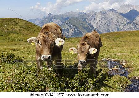 Stock Photo - "Cows grazing on an alpine meadow, Sonnenkopf mountain, Eisentaler Gruppe mountains, Verwall mountains, Lechquellen Mountains at the back, Vorarlberg, Austria, Europe". Fotosearch