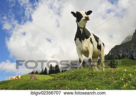 Stock Photo - "Cows grazing on the pasture, Hochkoenig massif, Muehlbach, Salzburg, Austria, Europe". Fotosearch
