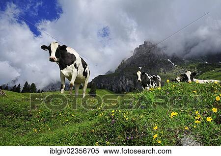 Stock Photography - "Cows grazing on the pasture, Hochkoenig massif, Muehlbach, Salzburg, Austria, Europe". Fotosearch