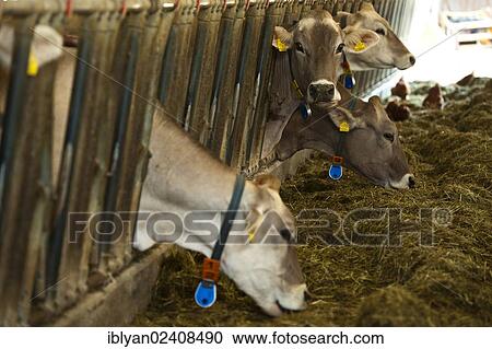 Stock Image - Cows in a barn. Fotosearch