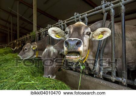 Stock Image - "Cows in a barn, Unterallgau district, Bavaria, Germany, Europe". Fotosearch