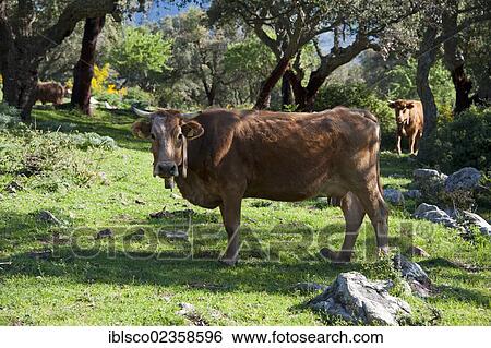 "Cows in a cork oak forest, Madonie mountains, Geraci Siculo, Sicily region, Italy, Europe" View Large Photo Image Stock Photograph - "Cows in a cork oak forest, Madonie mountains, Geraci Siculo, Sicily region, Italy, Europe". Fotosearch