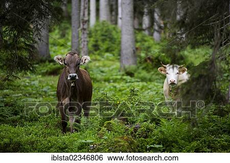 Stock Photograph - "Cows in a forest, Ehrwald, Austria, Europe". Fotosearch