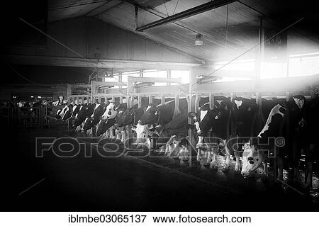 "Cows in a milking parlour in a dairy farm, Ferbellin, Brandenburg, Germany, Europe" View Large Photo Image Stock Photo - "Cows in a milking parlour in a dairy farm, Ferbellin, Brandenburg, Germany, Europe". Fotosearch