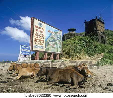 "Cows in front of a sign on National Highway 1, fort on Hai Van Pass, Cloud Pass, Hai Van Pass, Da Nang, Zentralvietnam, Vietnam, Asia" View Large Photo Image Stock Image - "Cows in front of a sign on National Highway 1, fort on Hai Van Pass, Cloud Pass, Hai Van Pass, Da Nang, Zentralvietnam, Vietnam, Asia". Fotosearch
