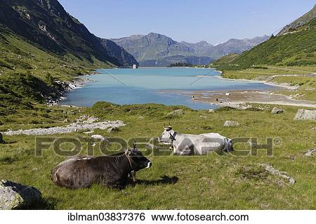 Stock Photograph - "Cows in front of Vermunt Reservoir, Montafon, Vermunt, Vorarlberg, Austria, Europe". Fotosearch