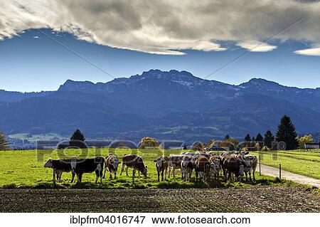 "Cows in pasture in front of the Kampenwand Mountain, Upper Bavaria, Deutschland" View Large Photo Image Stock Photo - "Cows in pasture in front of the Kampenwand Mountain, Upper Bavaria, Deutschland". Fotosearch