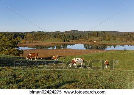 Cows in the pasture, Osterseen lakes, Iffeldorf, Fuenfseenland region, Upper Bavaria, Bavaria, Germany, Europe View Large Photo Image Stock Photography - Cows in the pasture, Osterseen lakes, Iffeldorf, Fuenfseenland region, Upper Bavaria, Bavaria, Germany, Europe. Fotosearch