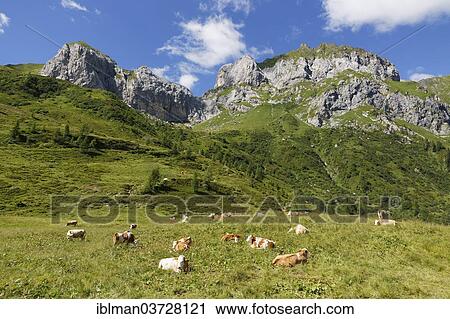 "Cows on a mountain pasture, Hochalpl Mountains and Weisssteinspitze Mountain, Carnic Alps, Lesachtal, Bezirk Hermagor, Karnten, Austria, Europe" View Large Photo Image Stock Image - "Cows on a mountain pasture, Hochalpl Mountains and Weisssteinspitze Mountain, Carnic Alps, Lesachtal, Bezirk Hermagor, Karnten, Austria, Europe". Fotosearch