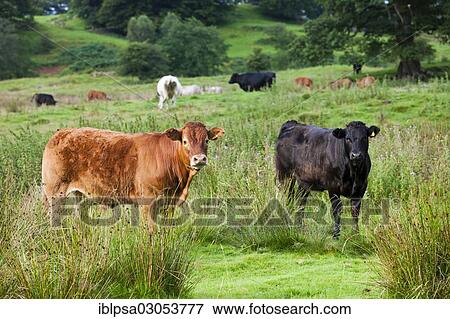 "Cows on a pasture, Lake District, England, United Kingdom, Europe" View Large Photo Image Stock Photo - "Cows on a pasture, Lake District, England, United Kingdom, Europe". Fotosearch