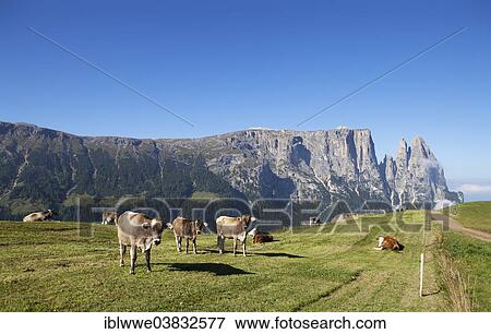 "Cows on a pasture, Schlern Massif or Sciliar Massif, Schlern or Sciliar, Seiser Alm or Alpe di Siusi, high alpine pasture, South Tyrol, Italy, Europe" View Large Photo Image Stock Photo - "Cows on a pasture, Schlern Massif or Sciliar Massif, Schlern or Sciliar, Seiser Alm or Alpe di Siusi, high alpine pasture, South Tyrol, Italy, Europe". Fotosearch