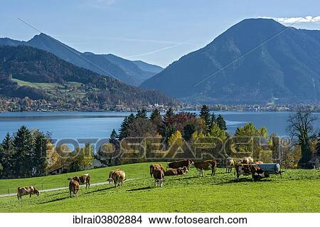 "Cows on a pasture, Tegernsee lake with Wallenberg mountain, Upper Bavaria, Bavaria, Germany, Europe" View Large Photo Image Picture - "Cows on a pasture, Tegernsee lake with Wallenberg mountain, Upper Bavaria, Bavaria, Germany, Europe". Fotosearch