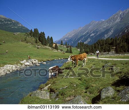 Stock Photo - "Cows on an alpine pasture, Hintereggalm, Krimmler Ache, Krimmler Achental, Pinzgau, Nationalpark Hohe Tauern, Salzburg State, Austria, Europe". Fotosearch