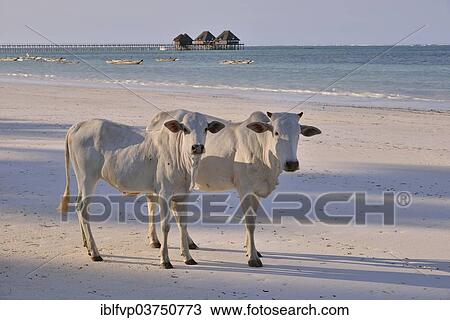 Stock Image - "Cows on Dongwe Beach, Dongwe, Zanzibar, Tanzania, Africa". Fotosearch