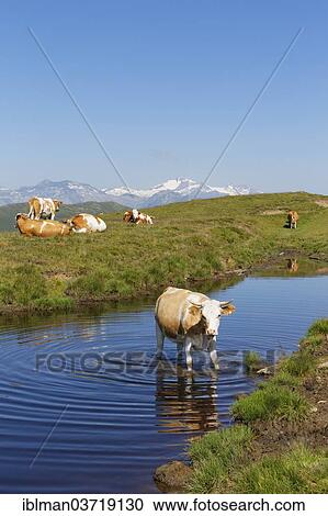 "Cows on the Millstaetter Alpe alpine pasture, Hohe Tauern mountains in the back, Millstatter Alpe massif, Central Eastern Alps, Millstatt am See, Spittal an der Drau, Carinthia, Austria, Europe" View Large Photo Image Stock Image - "Cows on the Millstaetter Alpe alpine pasture, Hohe Tauern mountains in the back, Millstatter Alpe massif, Central Eastern Alps, Millstatt am See, Spittal an der Drau, Carinthia, Austria, Europe". Fotosearch
