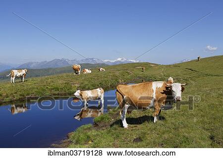 "Cows on the Millstaetter Alpe alpine pasture, Hohe Tauern mountains in the back, Millstatter Alpe massif, Central Eastern Alps, Millstatt am See, Spittal an der Drau, Carinthia, Austria, Europe" View Large Photo Image Stock Photo - "Cows on the Millstaetter Alpe alpine pasture, Hohe Tauern mountains in the back, Millstatter Alpe massif, Central Eastern Alps, Millstatt am See, Spittal an der Drau, Carinthia, Austria, Europe". Fotosearch