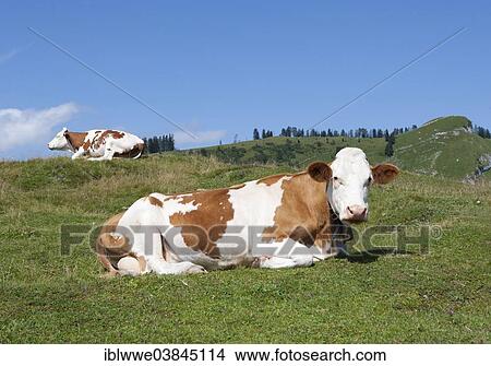 Picture - "Cows, pasture, Postalm, Salzkammergut, Salzburg State, Austria, Europe". Fotosearch
