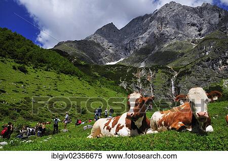 "Cows sitting on the pasture, Hochkoenig massif, Muehlbach, Salzburg, Austria, Europe" View Large Photo Image Stock Photography - "Cows sitting on the pasture, Hochkoenig massif, Muehlbach, Salzburg, Austria, Europe". Fotosearch
