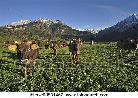 "Cows standing on a pasture, town of Bad Hindelang with the Allgau Alps at the back, Bad Hindelang, Oberallgau, Allgau, Bavaria, Germany, Europe" View Large Photo Image Stock Image - "Cows standing on a pasture, town of Bad Hindelang with the Allgau Alps at the back, Bad Hindelang, Oberallgau, Allgau, Bavaria, Germany, Europe". Fotosearch