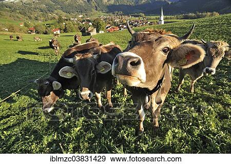 "Cows standing on a pasture, town of Bad Hindelang at the back, Oberallgau, Allgau, Bavaria, Germany, Europe" View Large Photo Image Stock Photo - "Cows standing on a pasture, town of Bad Hindelang at the back, Oberallgau, Allgau, Bavaria, Germany, Europe". Fotosearch