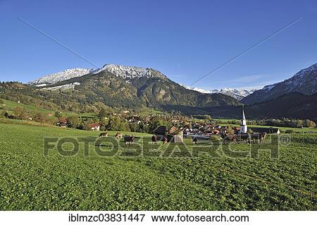 "Cows standing on a pasture, town of Bad Hindelang with the Allgau Alps at the back, Bad Hindelang, Oberallgau, Allgau, Bavaria, Germany, Europe" View Large Photo Image Stock Photo - "Cows standing on a pasture, town of Bad Hindelang with the Allgau Alps at the back, Bad Hindelang, Oberallgau, Allgau, Bavaria, Germany, Europe". Fotosearch